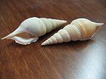 Tibia powesi